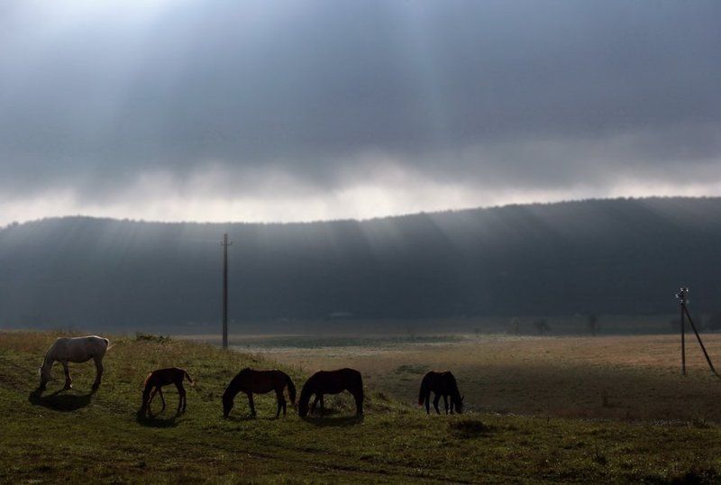 животные,природа,пейзаж,кони,лошади,пасутся,скот,стадо,домашние животные,осень,поездка небесные кони.. фото превью