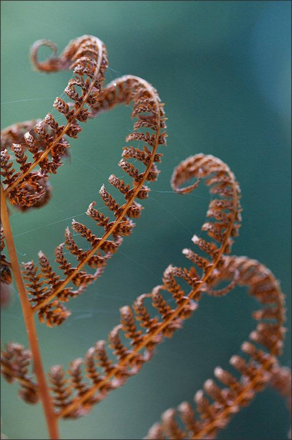 макро, осень, Cameo