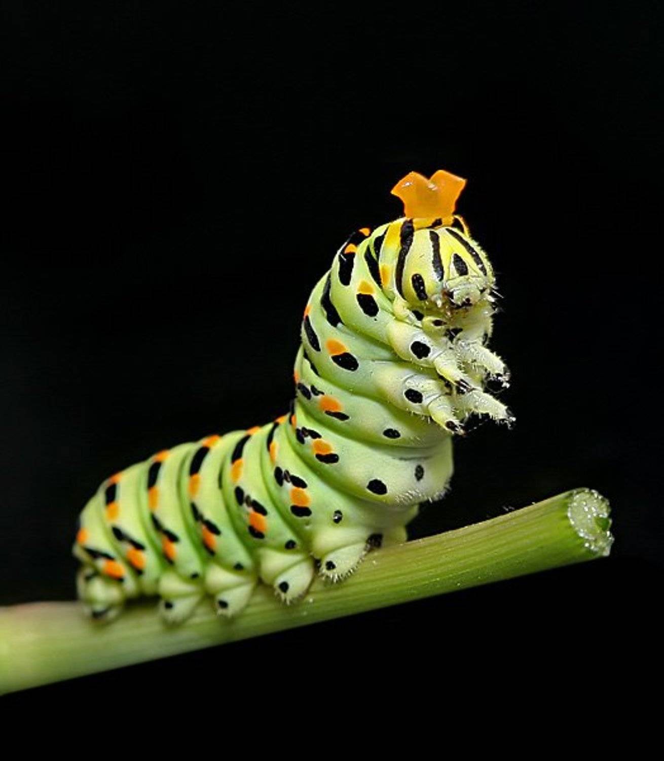 , Владимир Кучеренко