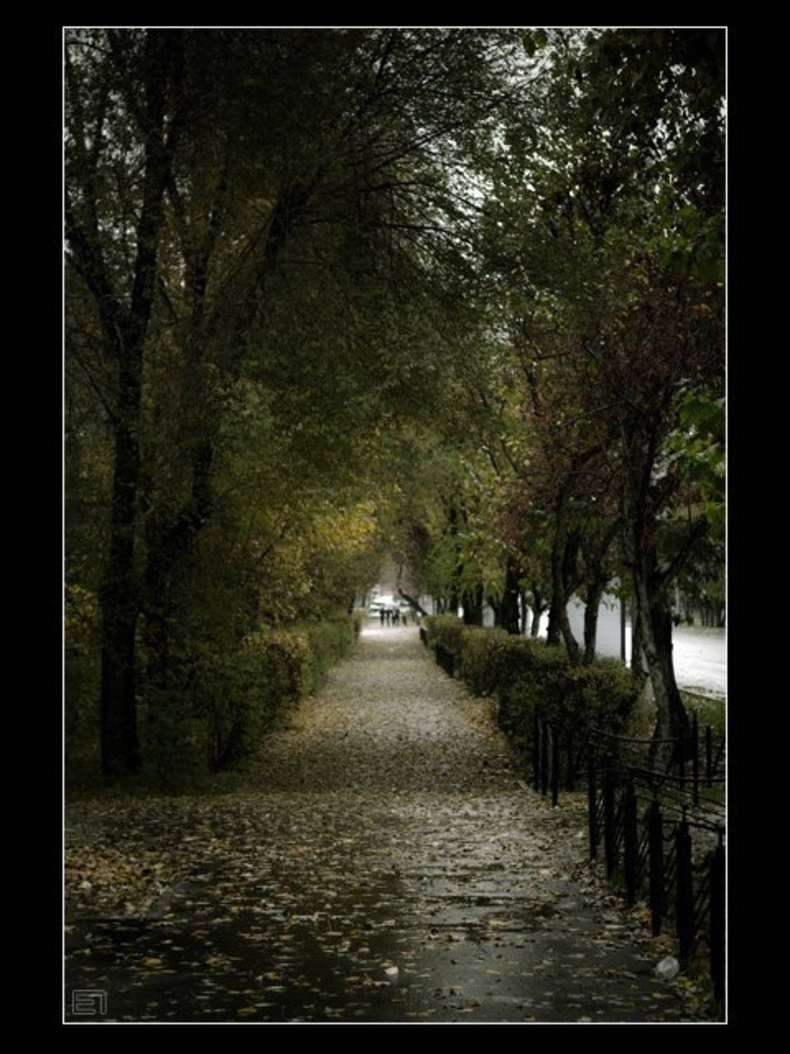 город, абакан, аллея, дождь, осень, мокрый асфальт, настроение, Евгений Павленко