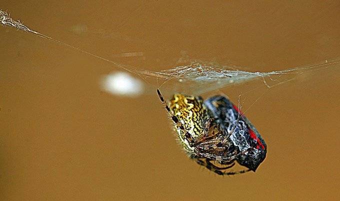 , ИГОРЬ МЕЛЬНИКОВ