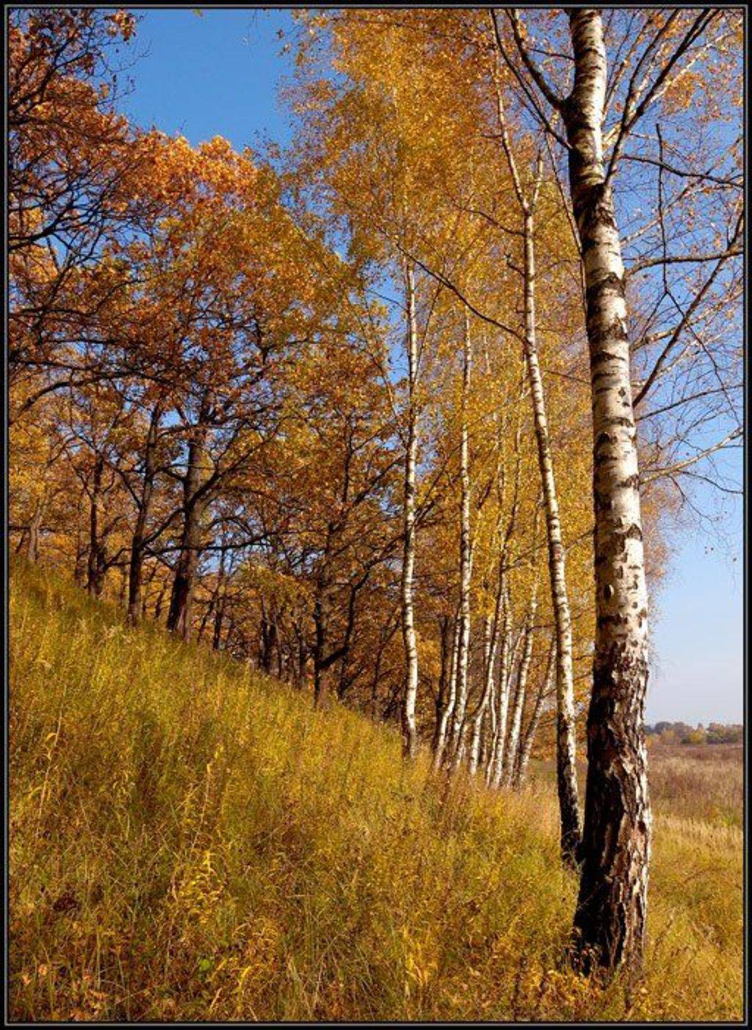 осень, береза, Капустин Николай