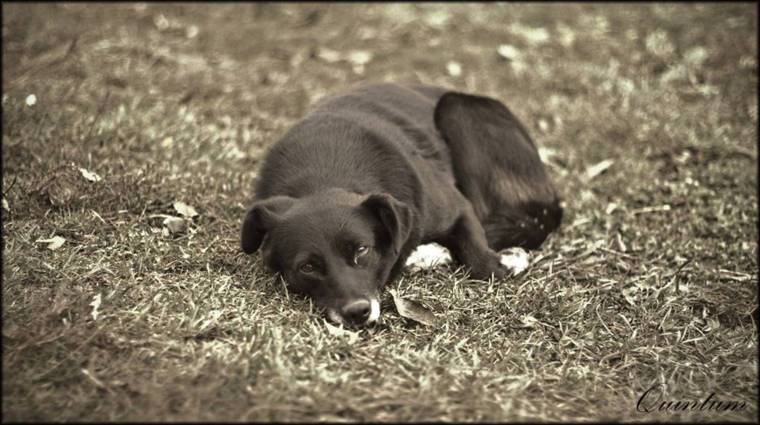 пёс, одиночество, Sergey