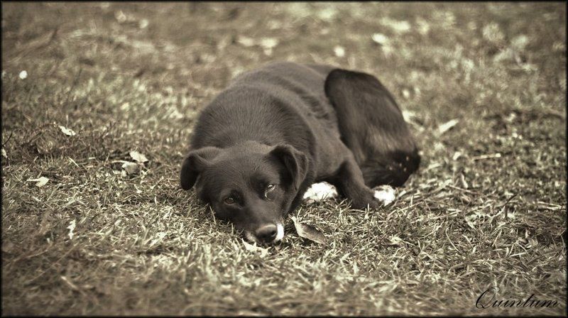 пёс, одиночество  фото превью