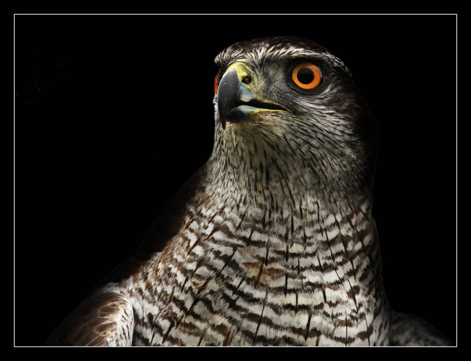 сокол-, тетеревятник, troofel