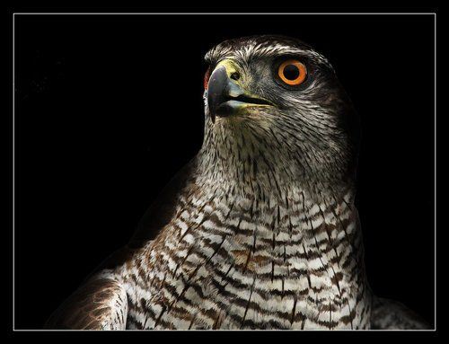FALCON