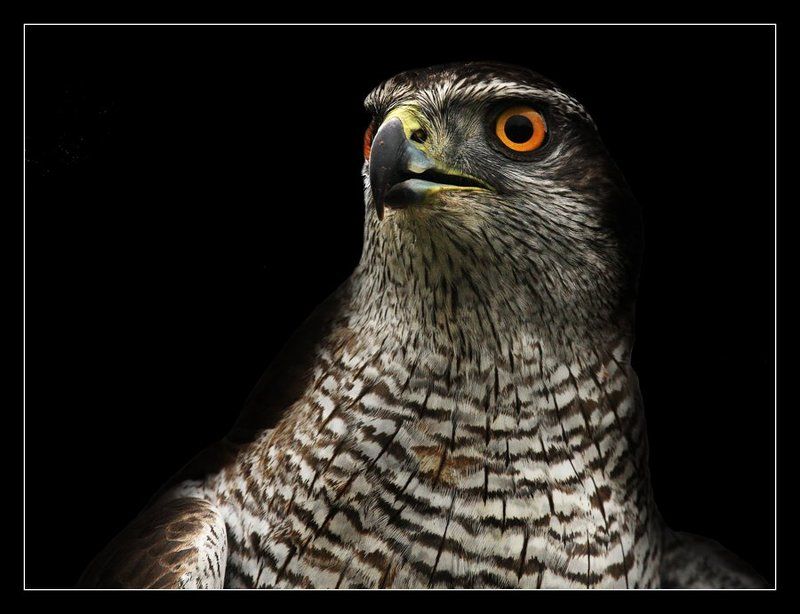 сокол-, тетеревятник FALCON фото превью