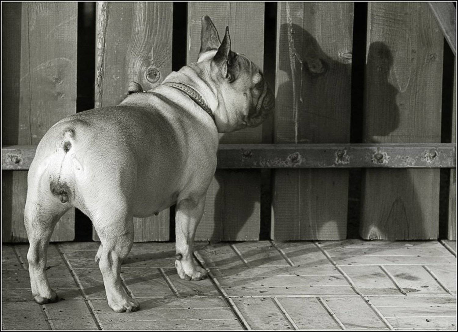 мишель, французская бульдожка, troofel