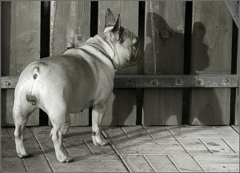 мишель, французская бульдожка ОТТЕНОК фото превью