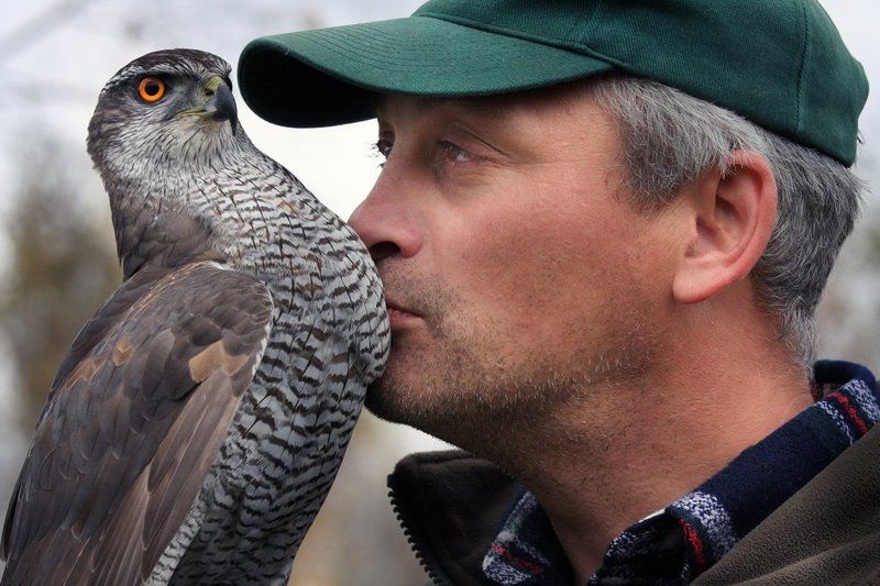 соколтетеревятник Нежность фото превью