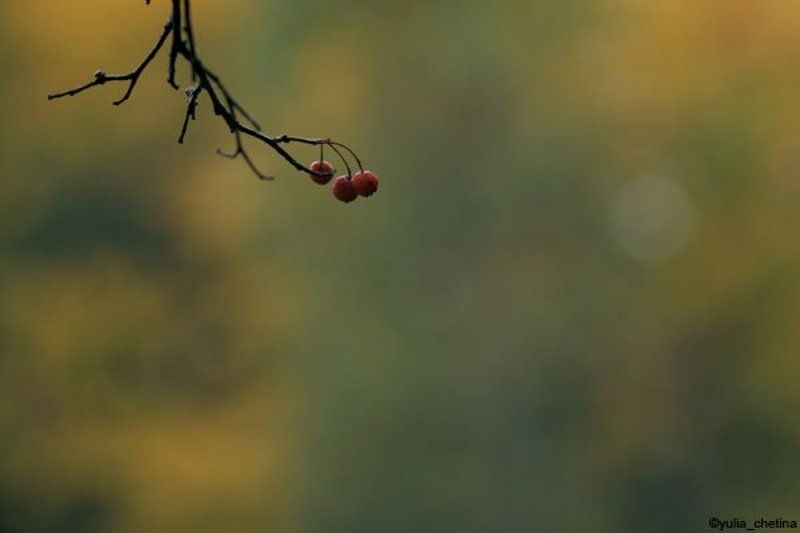 осень, рябина немного осени фото превью