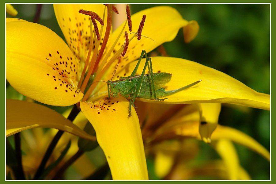 , Сергей Сорокин