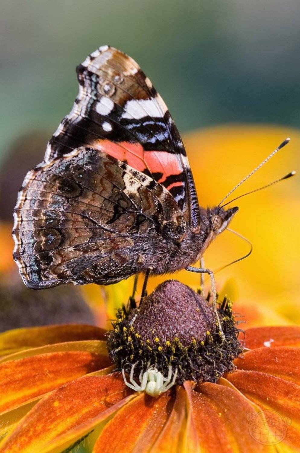 бабочка, макро, Amazon-san