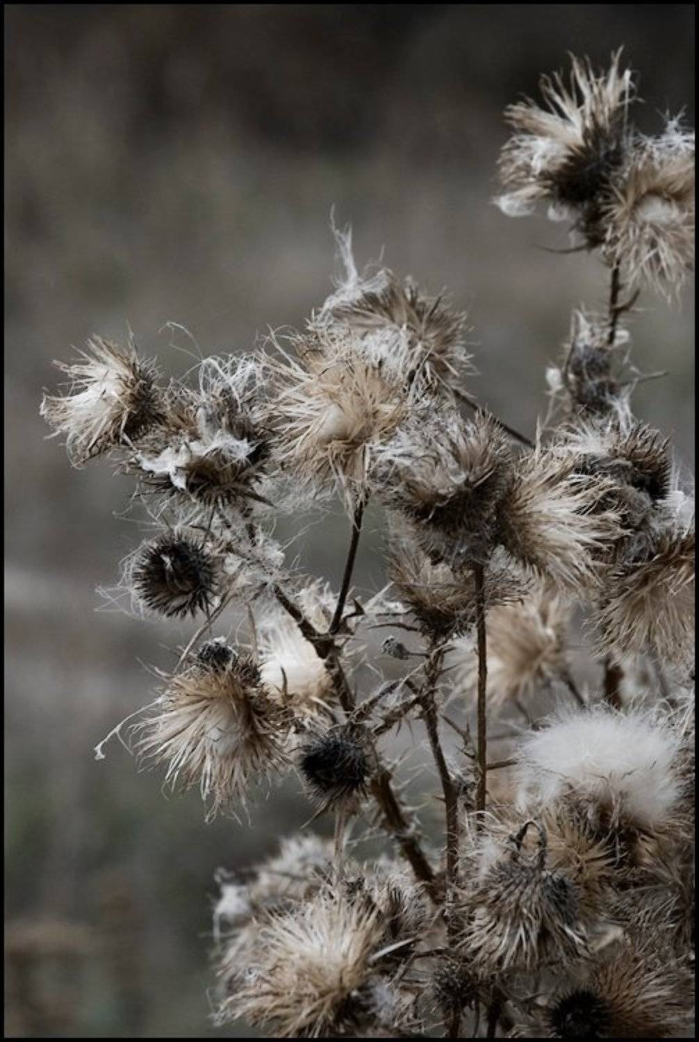 , Самолинов Андрей