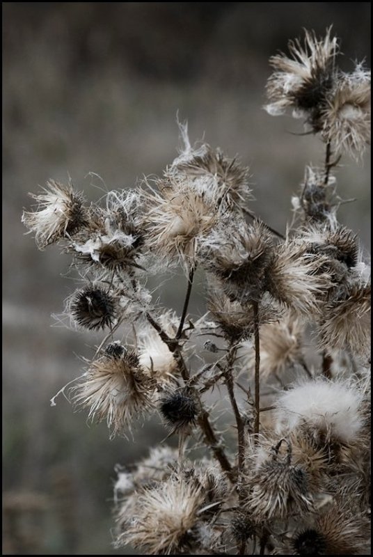 Пушок фото превью