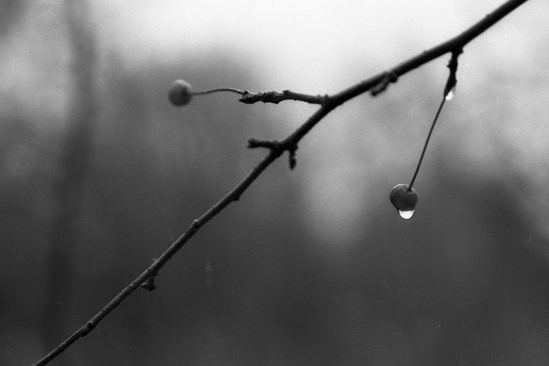 тасма Чёрно-белая осень фото превью