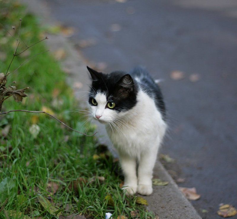 кошка,диагональ **** фото превью