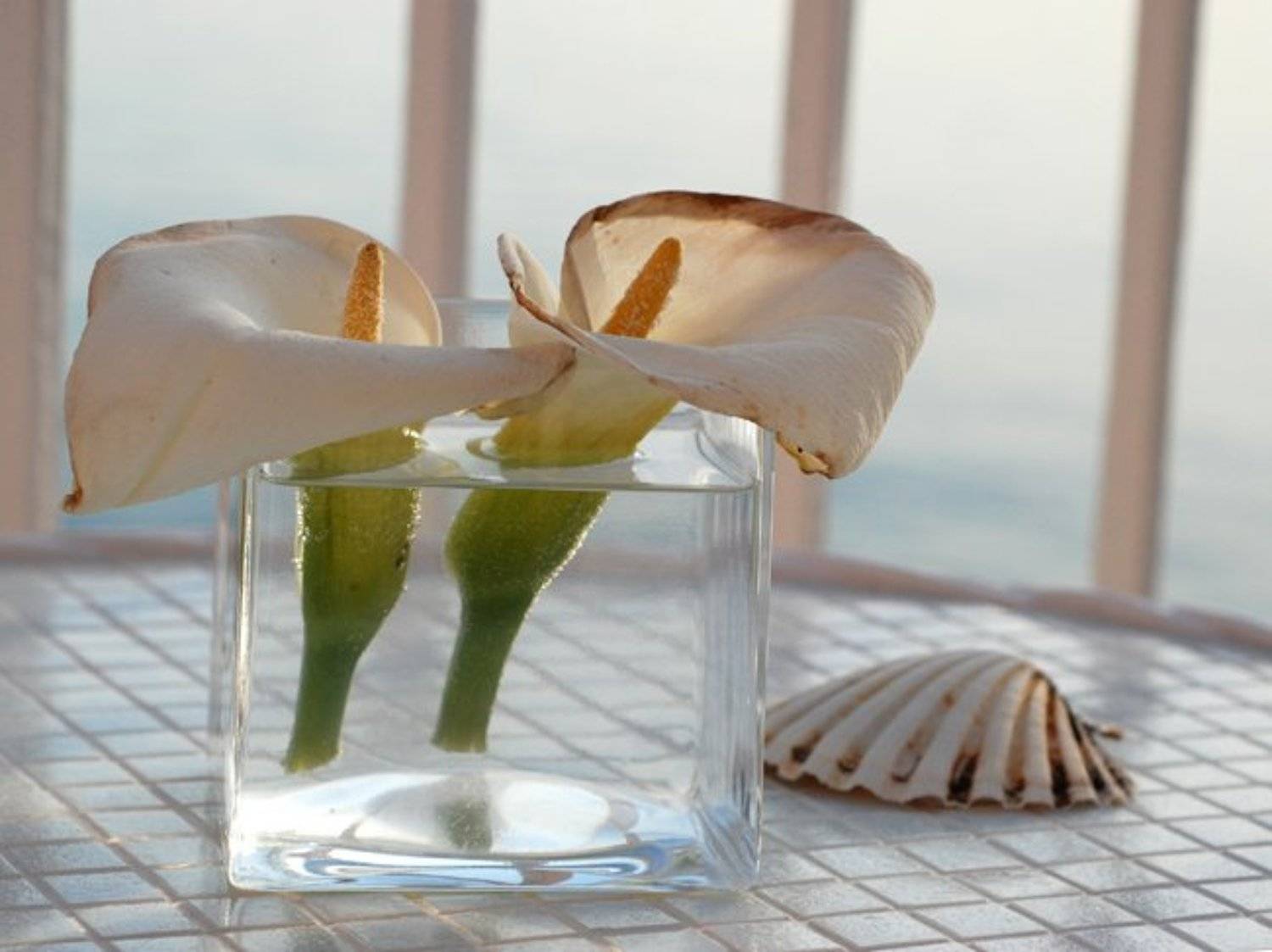 хорватия, цветы, Alexandra