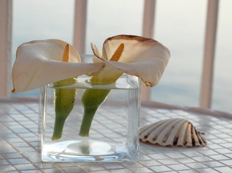 хорватия, цветы кофейный натюрморт фото превью