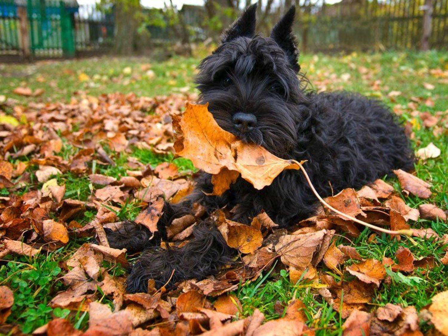 , Венцель Александр