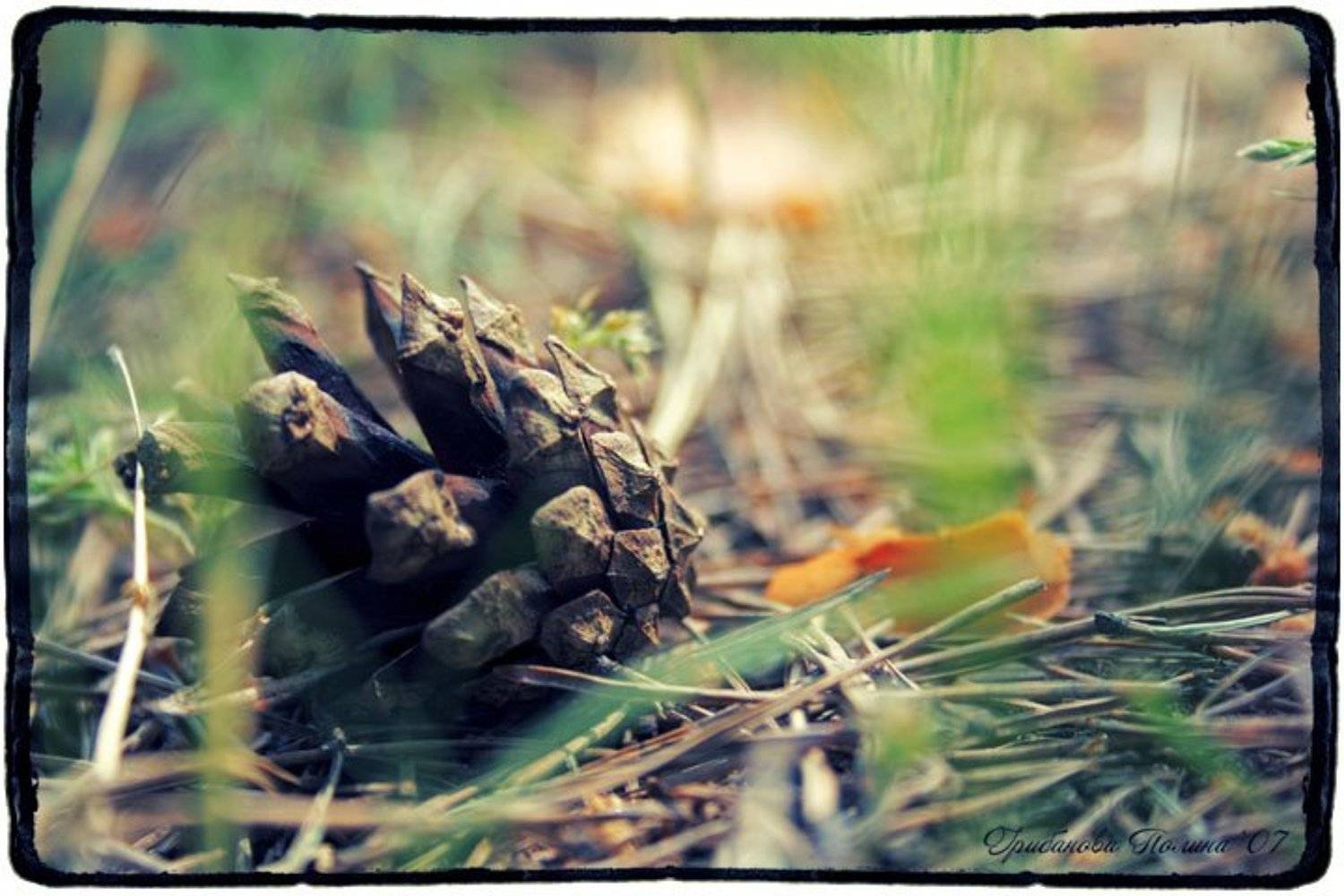 шишка, лес, трава, природа, 50/1.8, Полина Грибанова