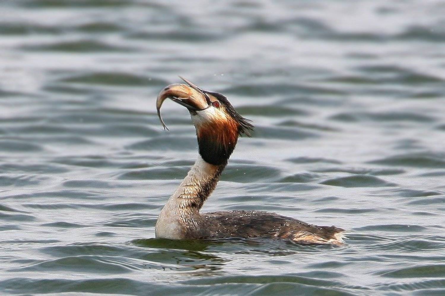 , Владимир Кучеренко