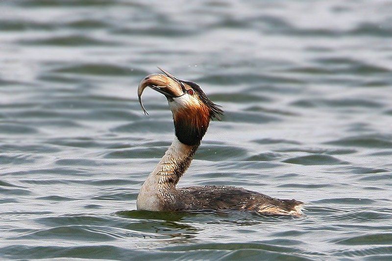 Проглот фото превью