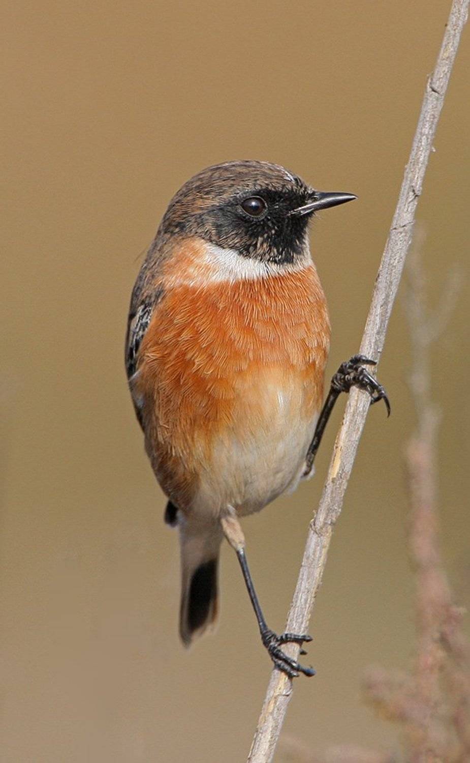 , Владимир Кучеренко