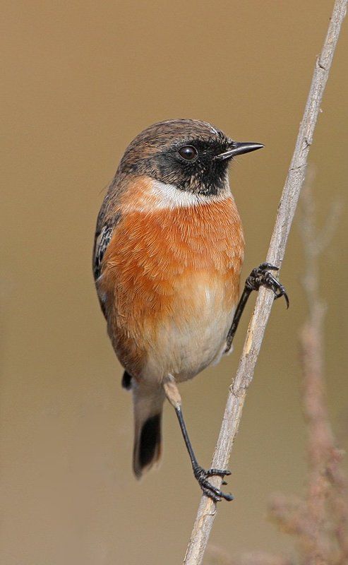 Красавчик фото превью
