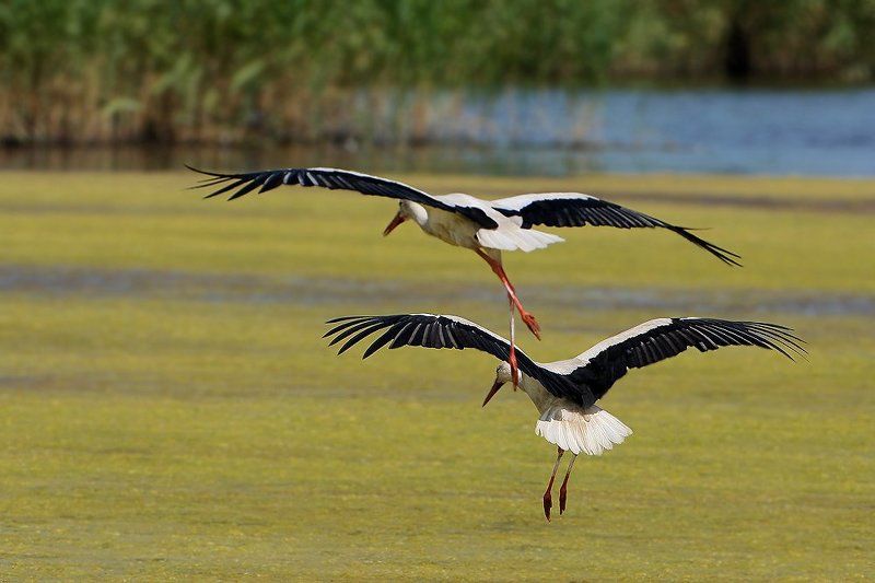 Парное летание фото превью
