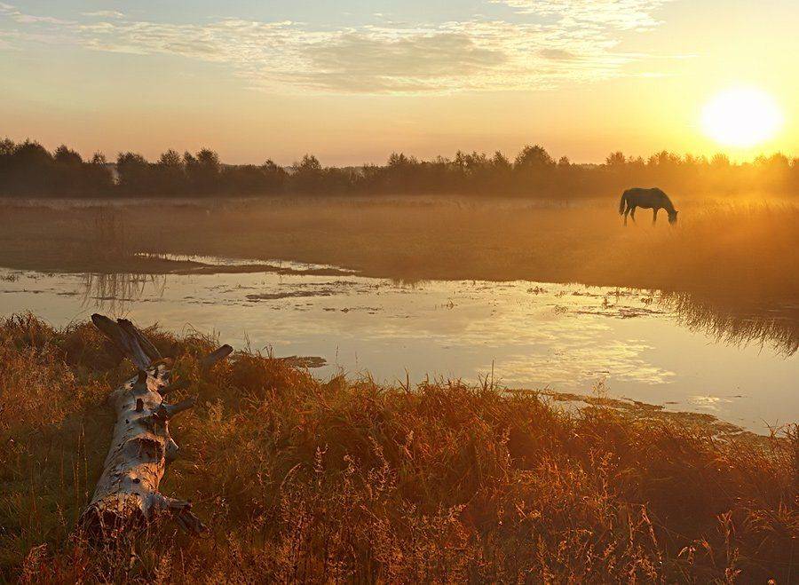 йожыг, лошатка, туманчег, утречко, Ildar