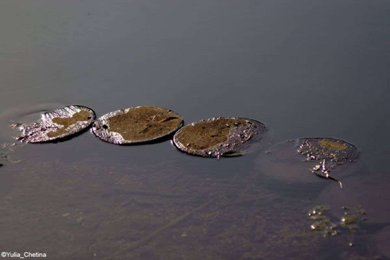 дорожка, пруд, пеньки, julsen