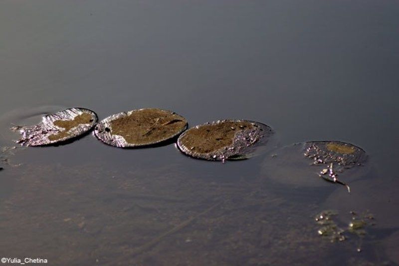 дорожка, пруд, пеньки Дорожка фото превью