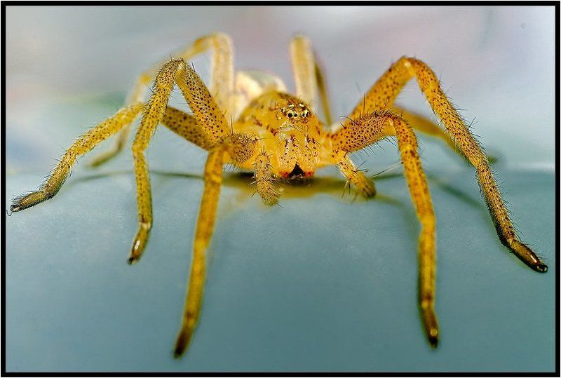 паук,макро,насекомые Янтарный паук фото превью