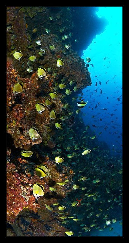 подводная зарисовка фото превью