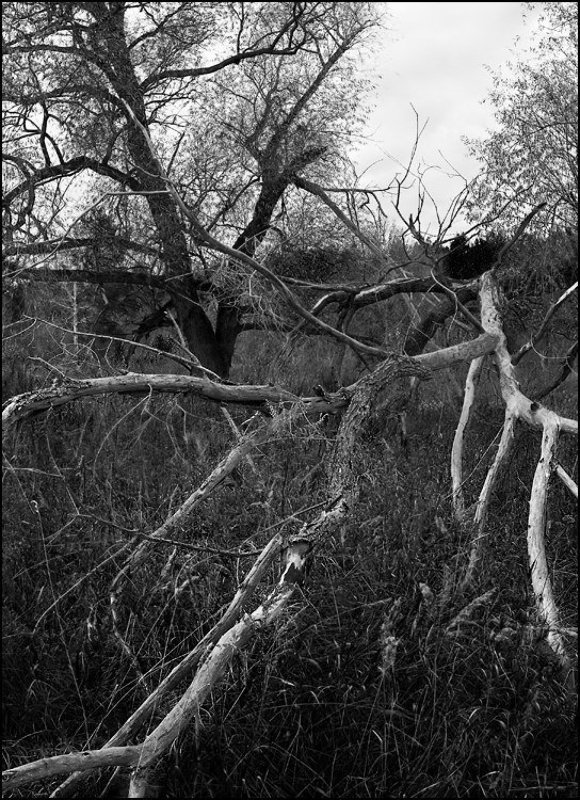 Лесная красавица фото превью