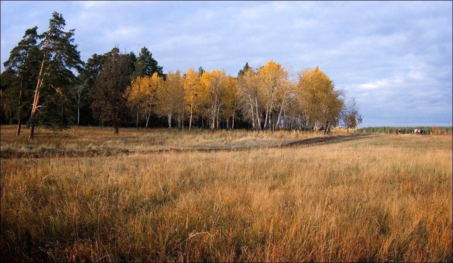 , Самолинов Андрей