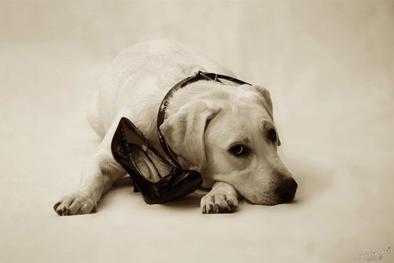 Баффи фото превью