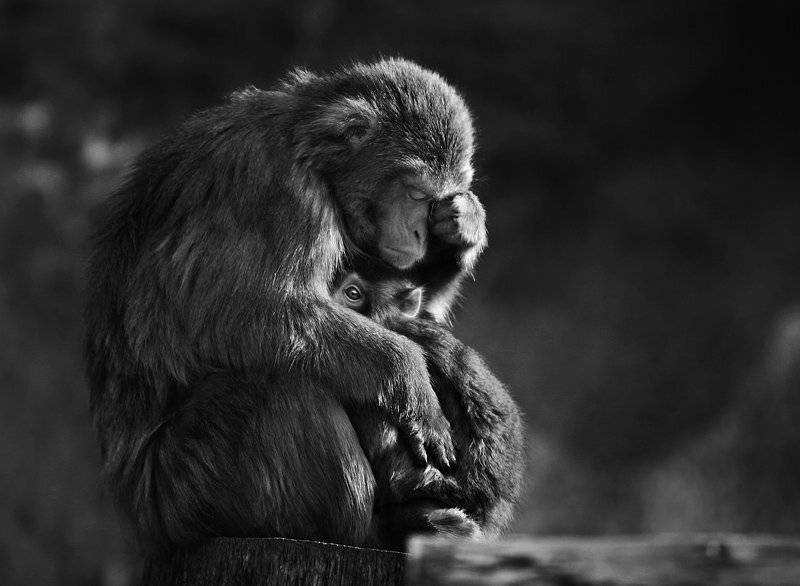 , Максим Юлдашев