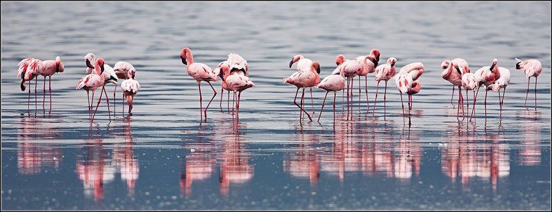 снова о фламинго.. фото превью