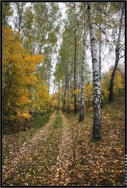 осень, Алексей Строганов