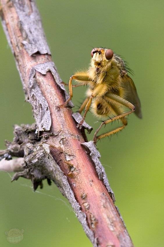 муха, fly, навозница, Amazon-san