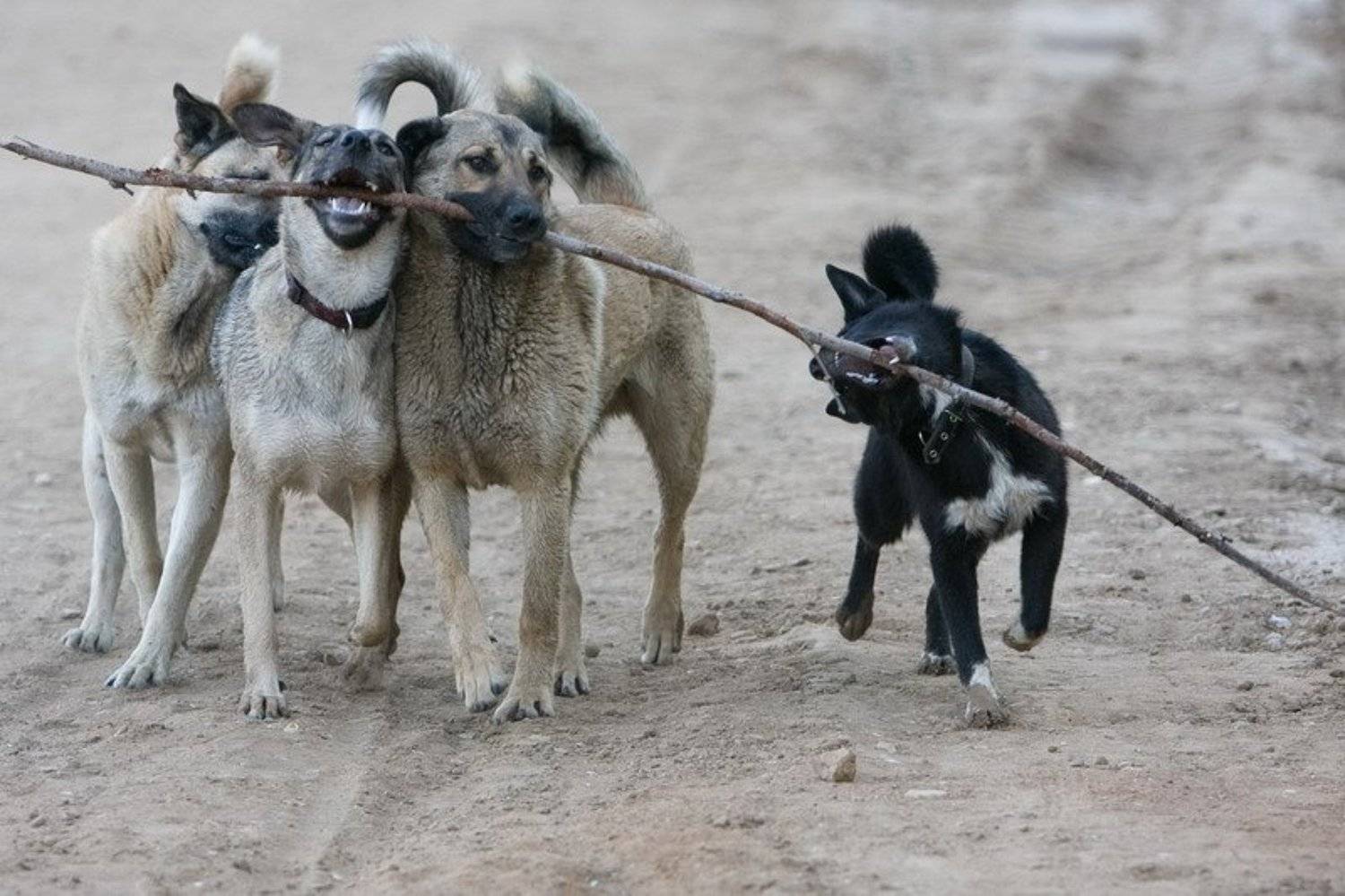 собака, животные, Кучеров Евгений