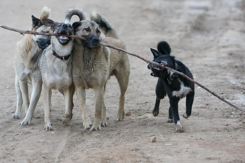 собака, животные Собачки фото превью