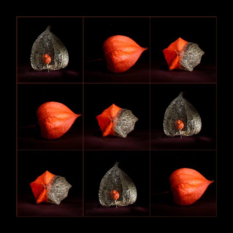 световая кисть, хэндмэйд Физалис. Эволюция. фото превью