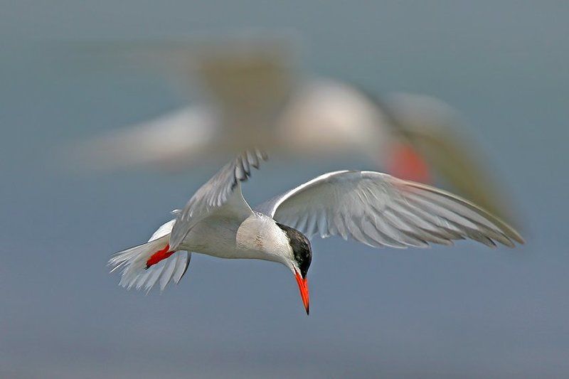 Дух фото превью