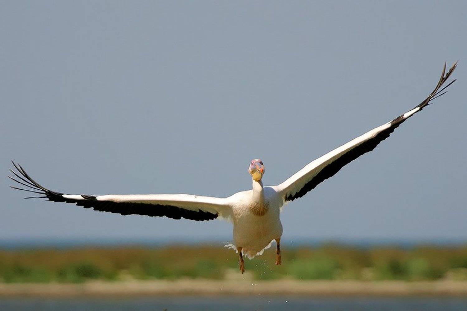 , Владимир Кучеренко