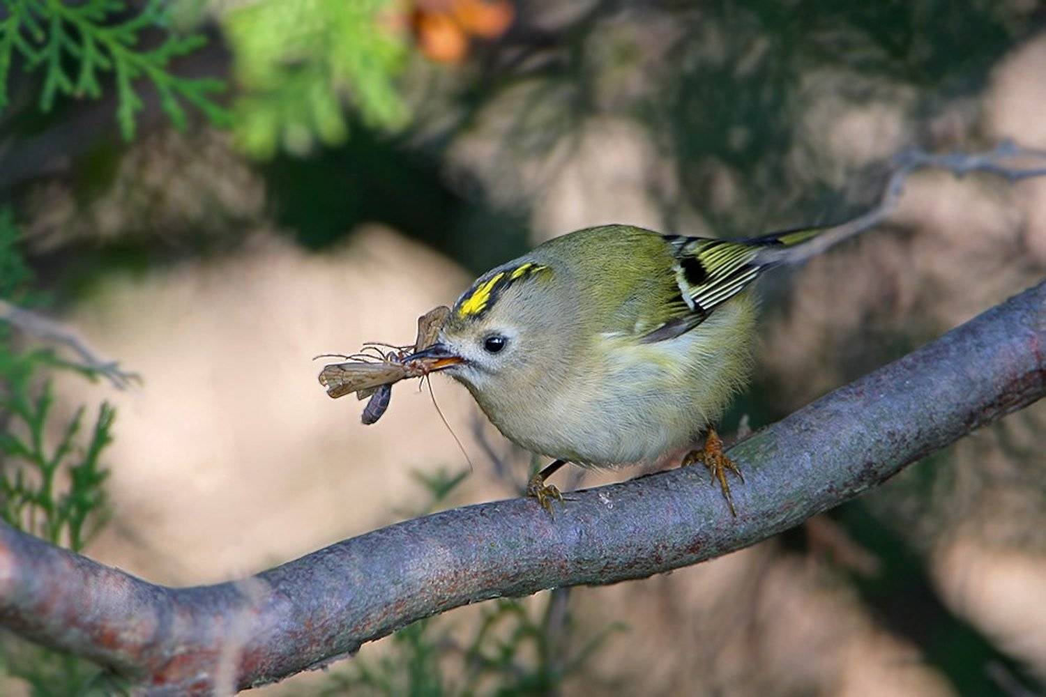 , Владимир Кучеренко