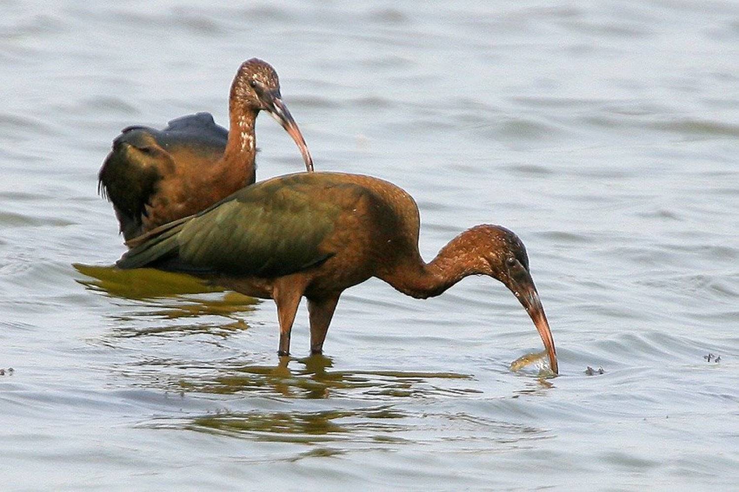 , Владимир Кучеренко