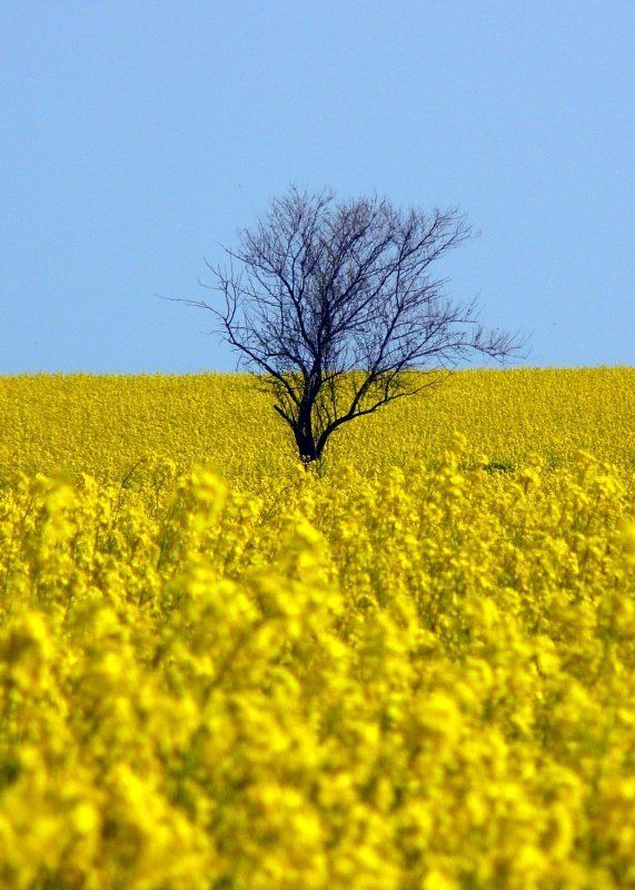 В жёлтой пучине фото превью